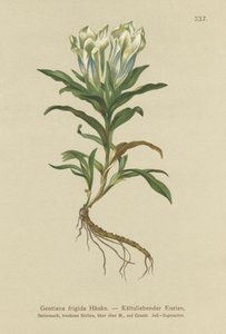 Genziana dei Tauri (Gentiana frigida) da German School
