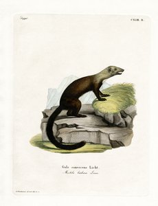 Tayra da German School