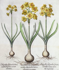 Narcisi Tazetta, da Hortus Eystettensis di Basil Besler, pub. 1613 da German School
