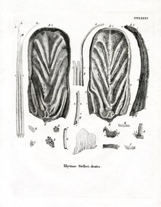 Denti della mucca di mare di Steller da German School