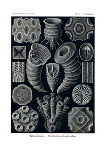 Tetracoralli