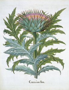 Cardo, da Hortus Eystettensis di Basil Besler, pub. 1613 da German School