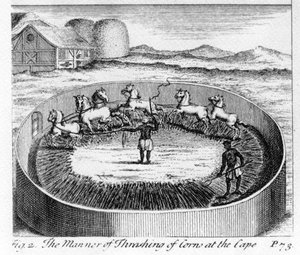 Il modo di trebbiare il grano al Capo, illustrazione da 