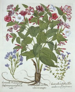 Meraviglia del Perù e due varietà di genziana, da Hortus Eystettensis, di Basil Besler, pub. 1613 da German School
