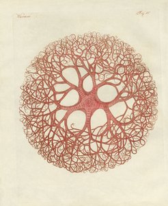 La stella medusa