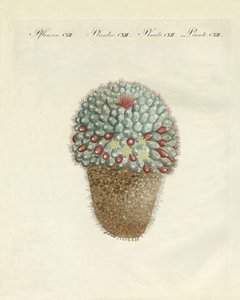 Il cactus a forma di seno