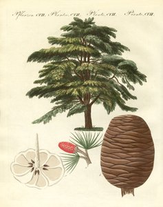 Il cedro del Libano da German School