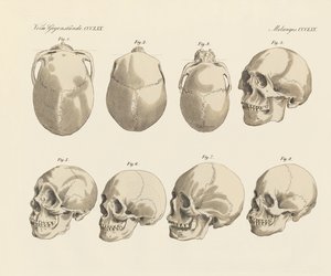 Il cranio delle cinque razze umane da German School