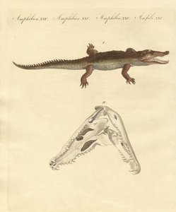 Il coccodrillo di Santo Domingo