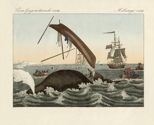 I pericoli della pesca alla balena