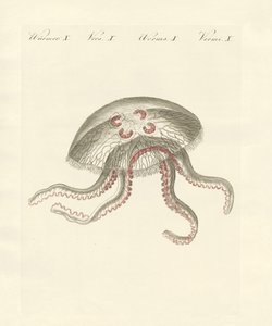 La medusa aurita da German School