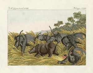 Il combattimento del rinoceronte con gli elefanti (incisione colorata)