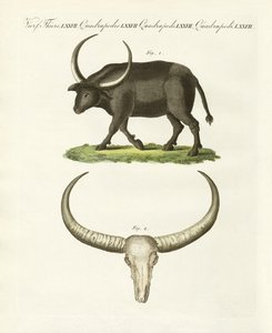 Il bufalo gigante da German School