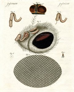 La testa di una mosca da German School