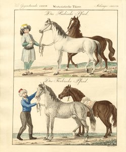 Il cavallo con i suoi diversi tipi