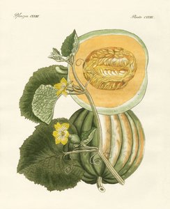 Il melone da German School