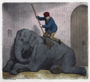 La toilette mattutina dell