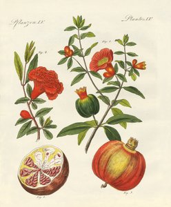Il melograno