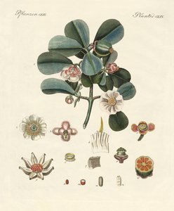 La clusia rosa da German School