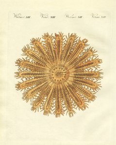 La stella marina a forma di riccio di mare
