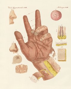 Il senso, o vista della pelle umana