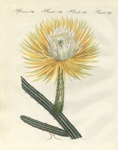 Il magnifico torchio a fiori grandi da German School