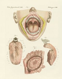 Il gusto (incisione colorata)