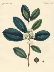Il tè del Paraguay da German School