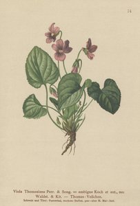 Viola Thomasiana