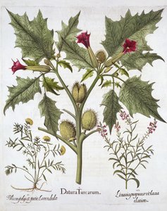 Stramonio, germander e linaria purpurea, da Hortus Eystettensis, di Basil Besler, pub. 1613 da German School