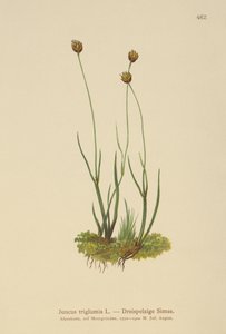 Juncus triglumis da German School