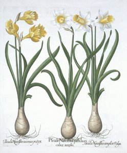 Tre pseudo-narcisi, da Hortus Eystettensis, di Basil Besler, pub. 1613 da German School