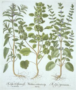 Tre tipi di melissa, da Hortus Eystettensis, di Basil Besler, pub. 1613 da German School