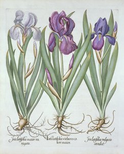 Tre varietà di iris rizomatosi con barba, da Hortus Eystettensis, di Basil Besler, pub. 1613 da German School
