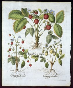 Tre varietà di fragole, tavola 116, da Hortus Eystettensis di Basil Besler (1561-1629) pubblicato nel 1613