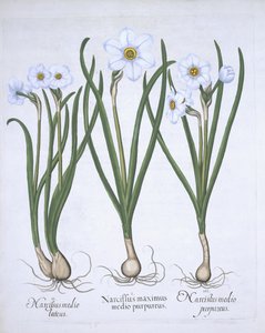 Tre narcisi bianchi, da Hortus Eystettensis, di Basil Besler, pub. 1613 da German School