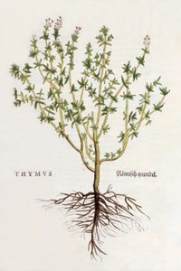 Thymus [timo], illustrazione da De historia stirpium commentarii insignes di Leonhard Fuchs, pubblicata 1542 (xilografia colorata) da German School