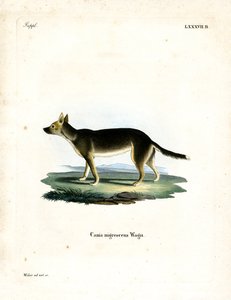 Cane tibetano