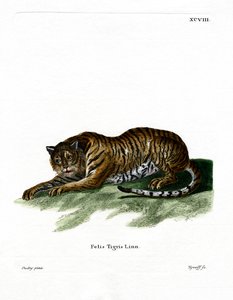 Tigre da German School
