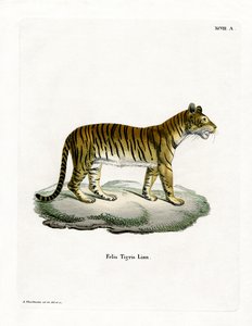 Tigre da German School