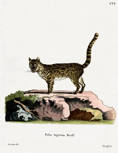 Gatto Tigre da German School