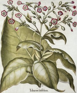 Pianta di tabacco, da Hortus Eystettensis di Basil Besler, pub. 1613
