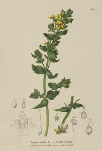 Tozzia alpina
