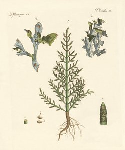 Piante commerciali e medicinali da German School