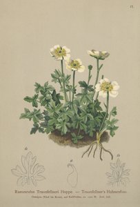 Ranuncolo di Traunfellner (Ranunculus traunfellneri) da German School