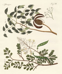 Alberi dei paesi caldi