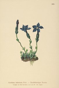 Genziana del Triglav (Gentiana terglouensis, Gentiana imbricata) da German School