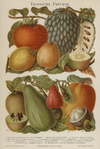 Frutti tropicali da German School