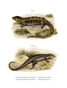 Tropidogerrhon rudicollis da German School
