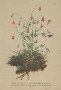 Silene saxifraga da German School